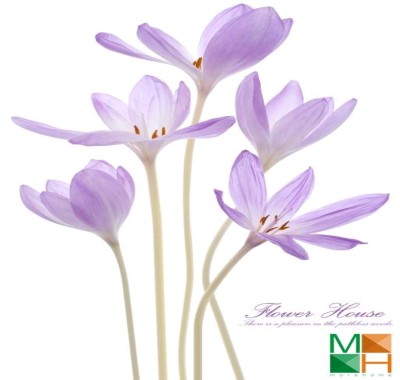  Tranh dán tường Hàn Quốc hoa nghệ tây đẹp FW - 201